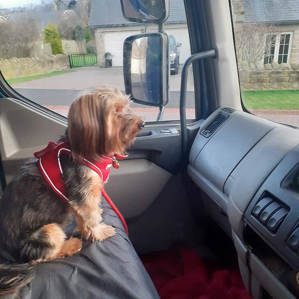 Yorkshire Terrier Alnwick WEB